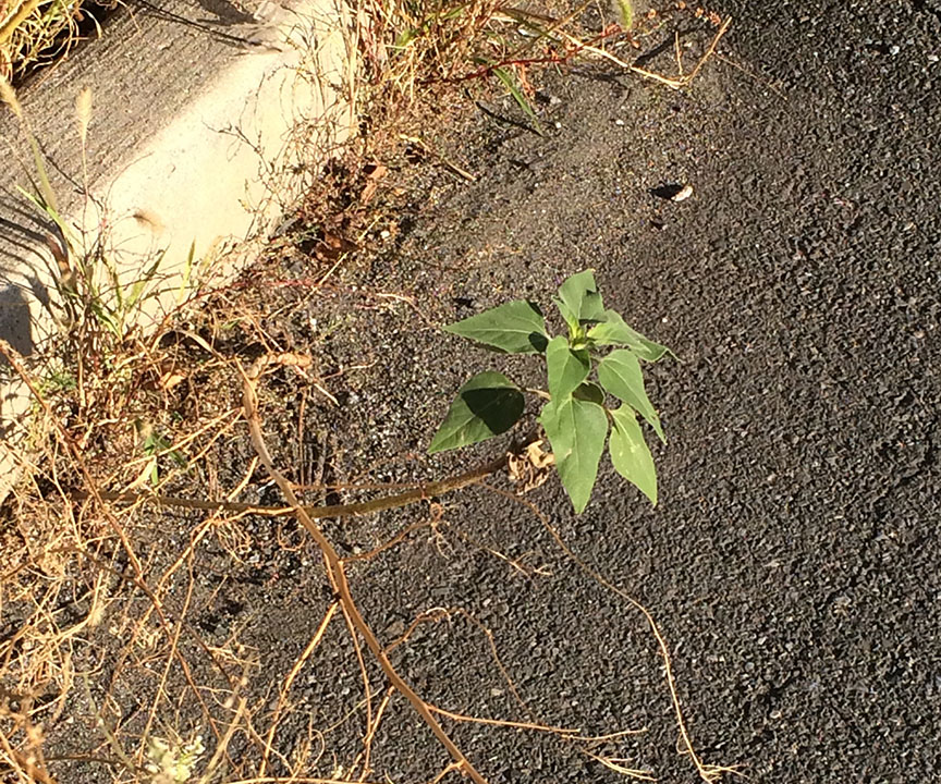 A Sunflower growing out of the median of Columbus Boulevard