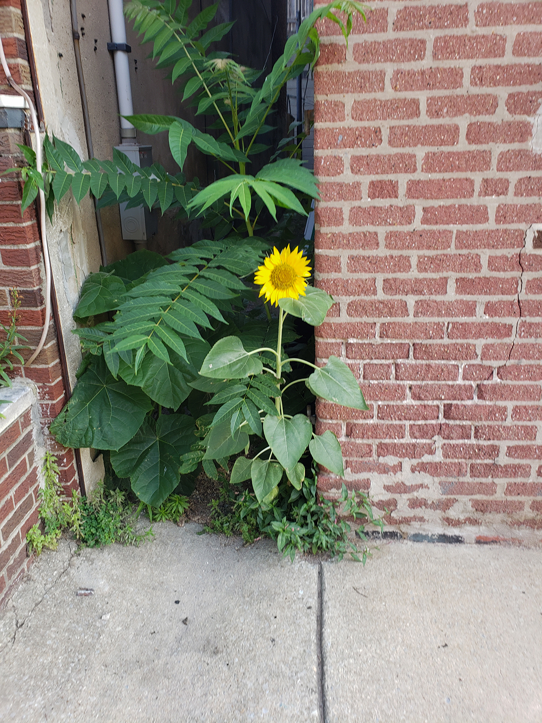 A Sunflower grown out of an alleyway entrance