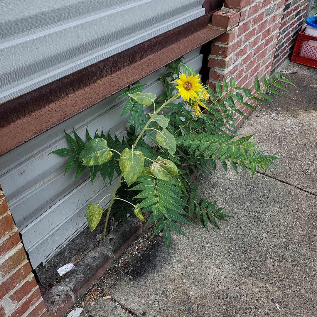 A Sunflower grown out of a house