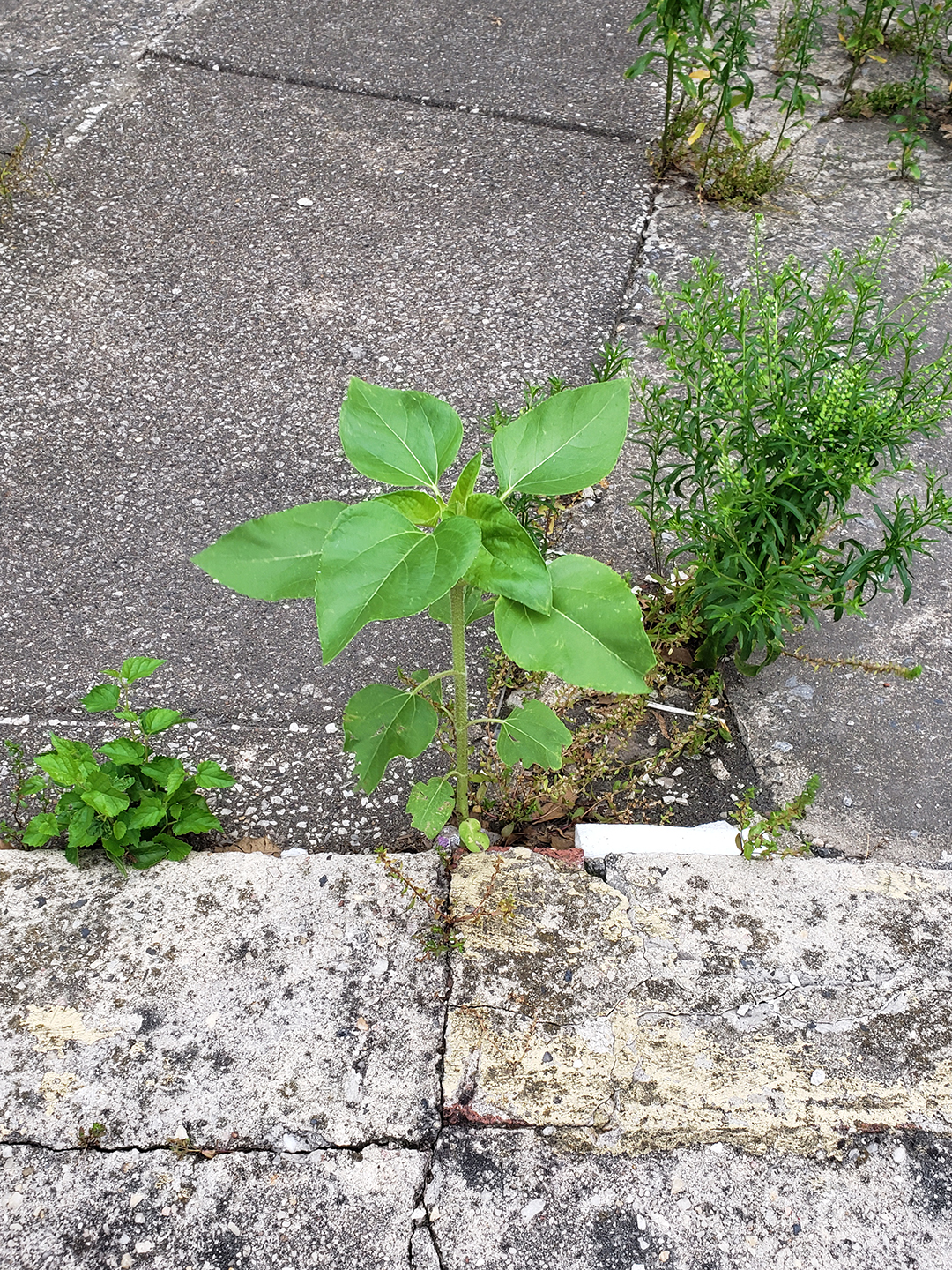 A Sunflower grown out of a paved patio space