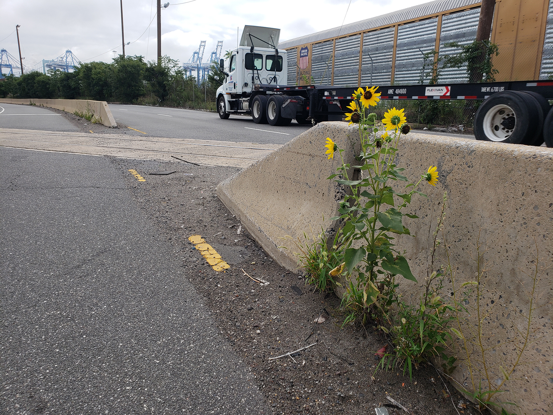 Sunflowers growing out of the middle of the highway