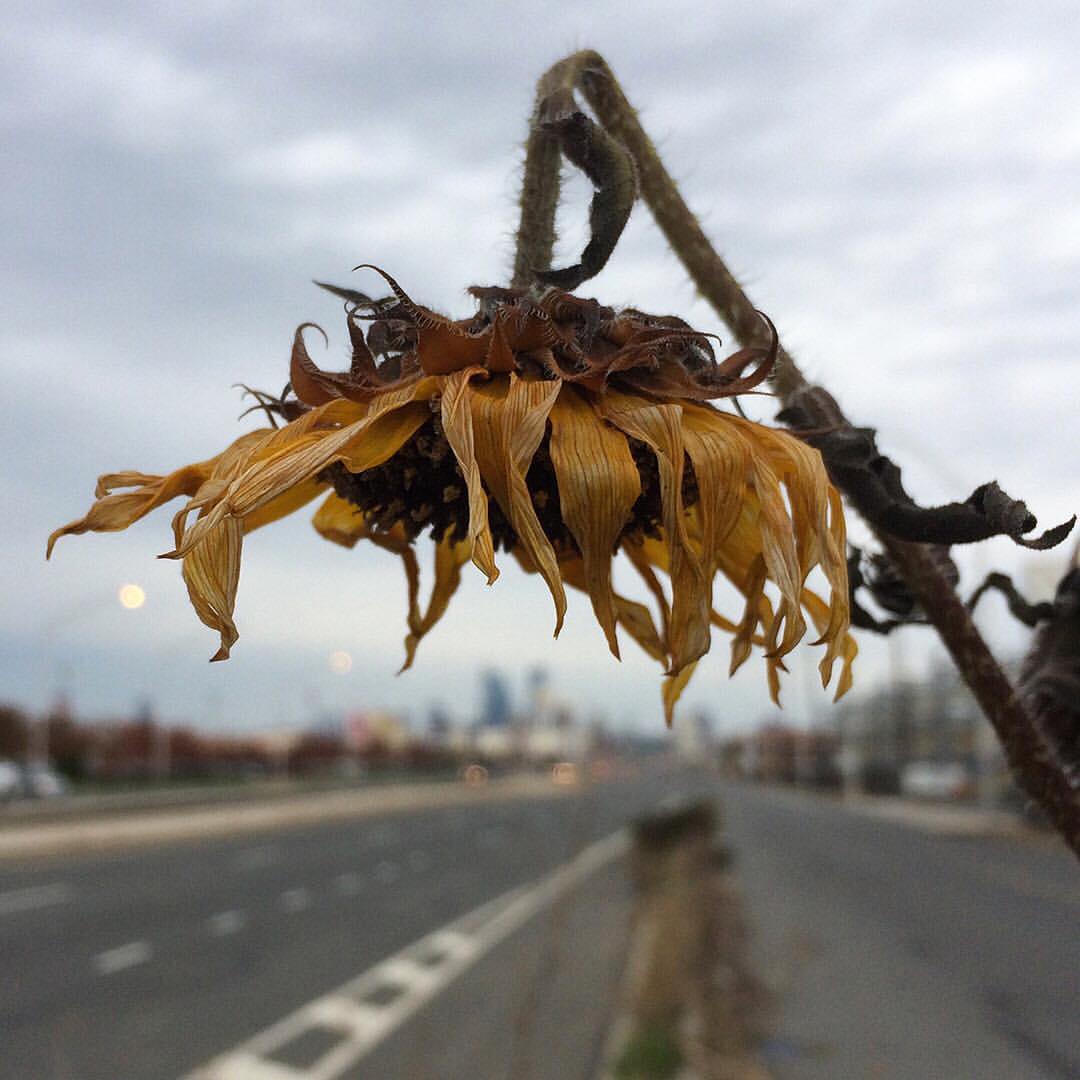 A wilted Sunflower grown out of the median of Columbus Boulevard