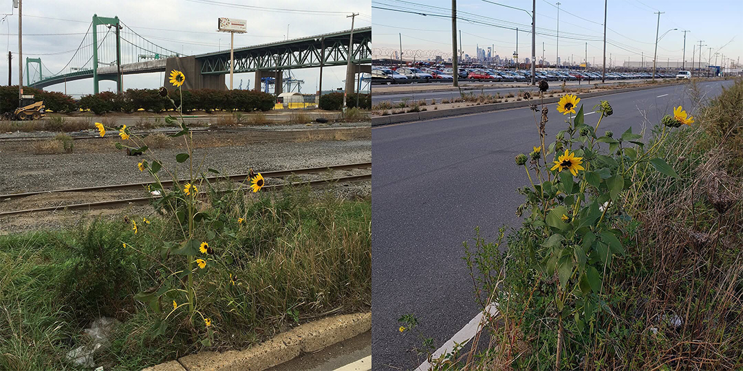 Sunflowers along Columbus