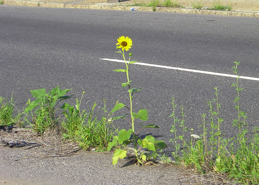 A Sunflower growing out of the median of Columbus Boulevard