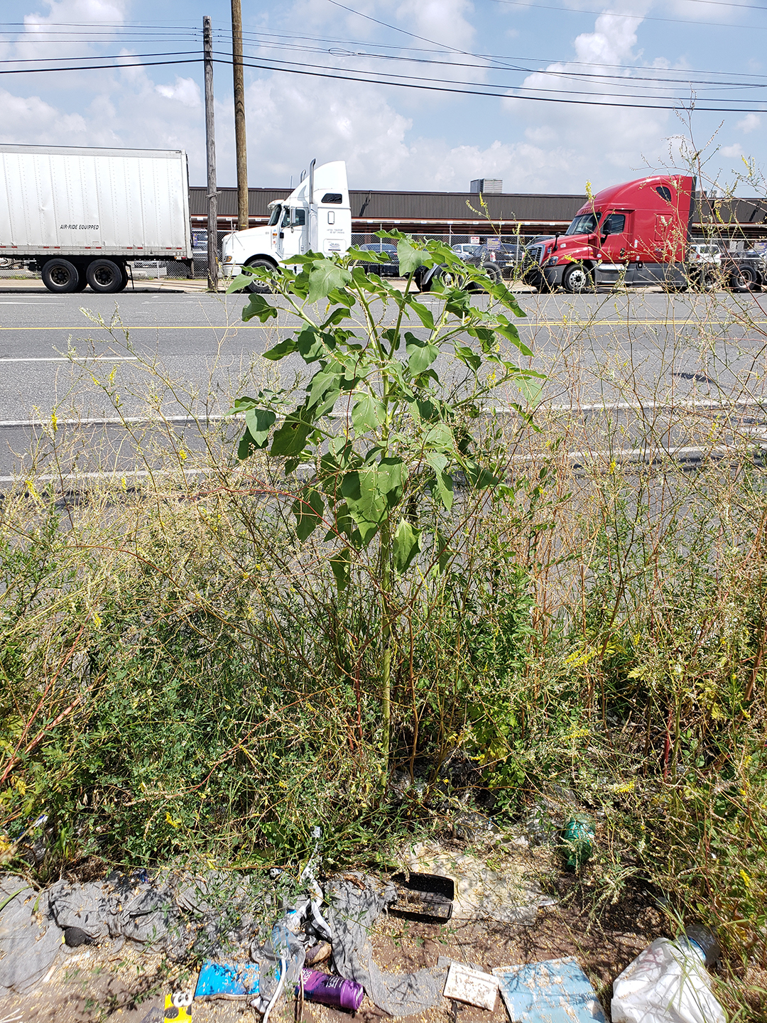 A Sunflower grown out of the sidewalk of Oregon Avenue