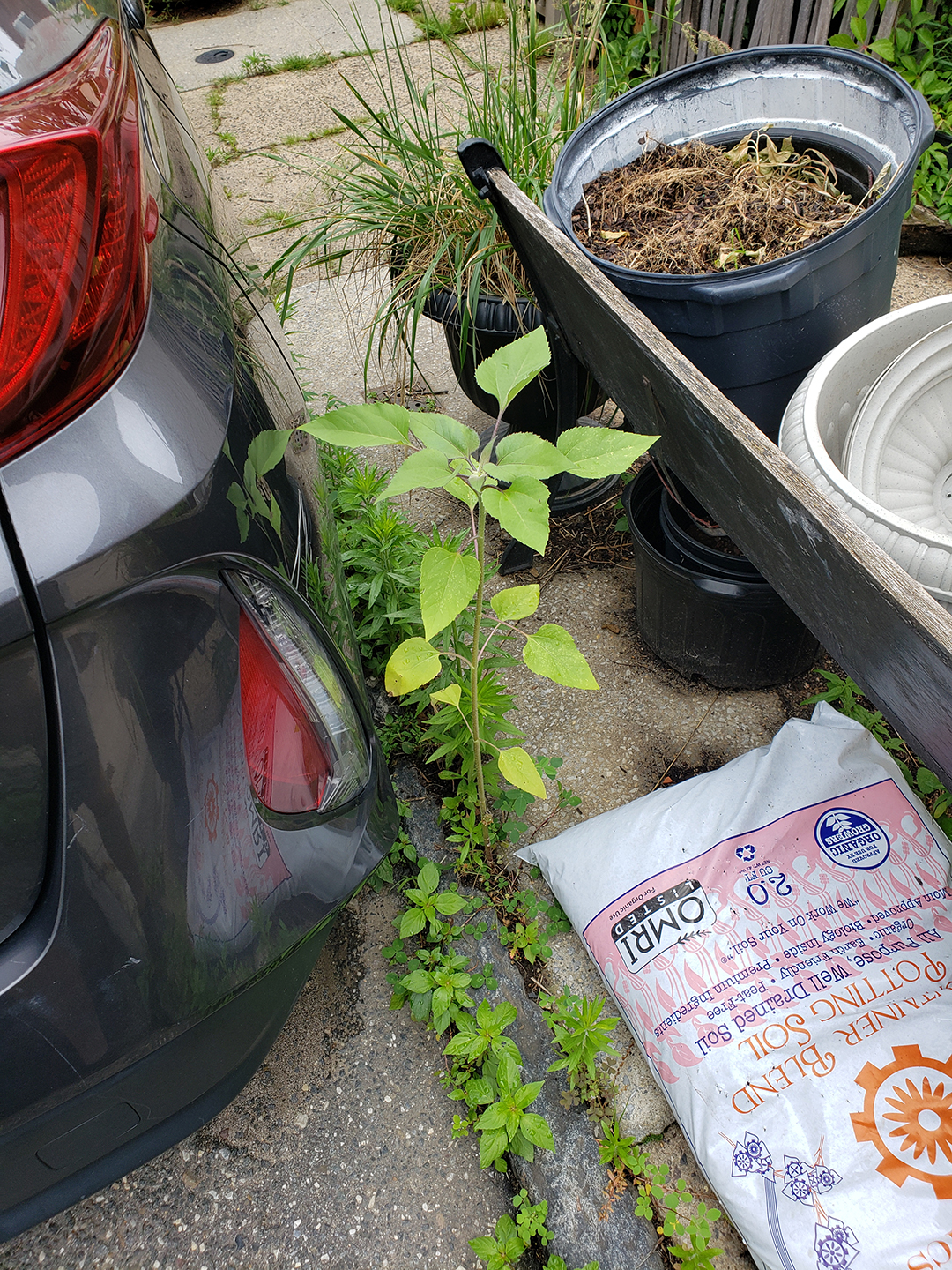 A Sunflower grown out of a sidewalk
