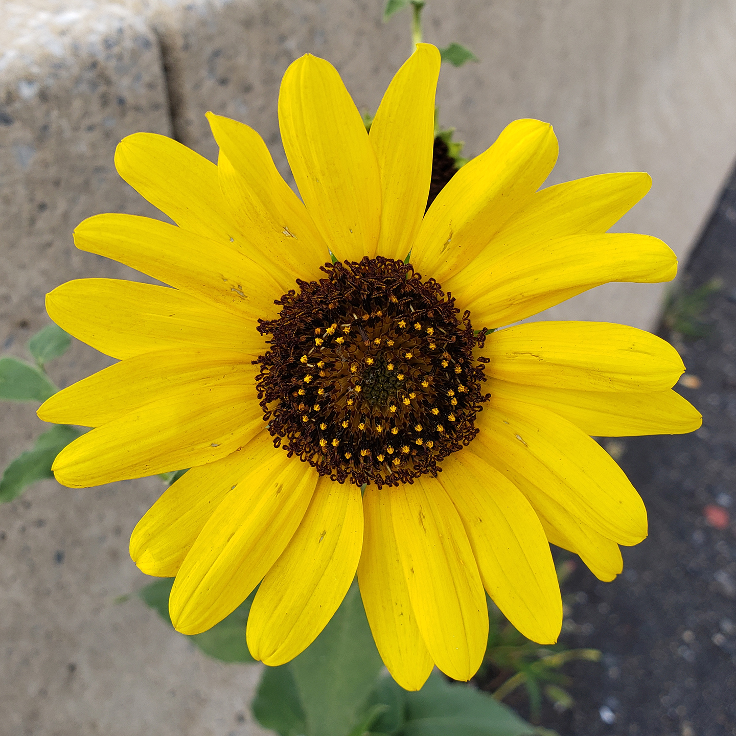 A Sunflower straight on with concrete in the background
