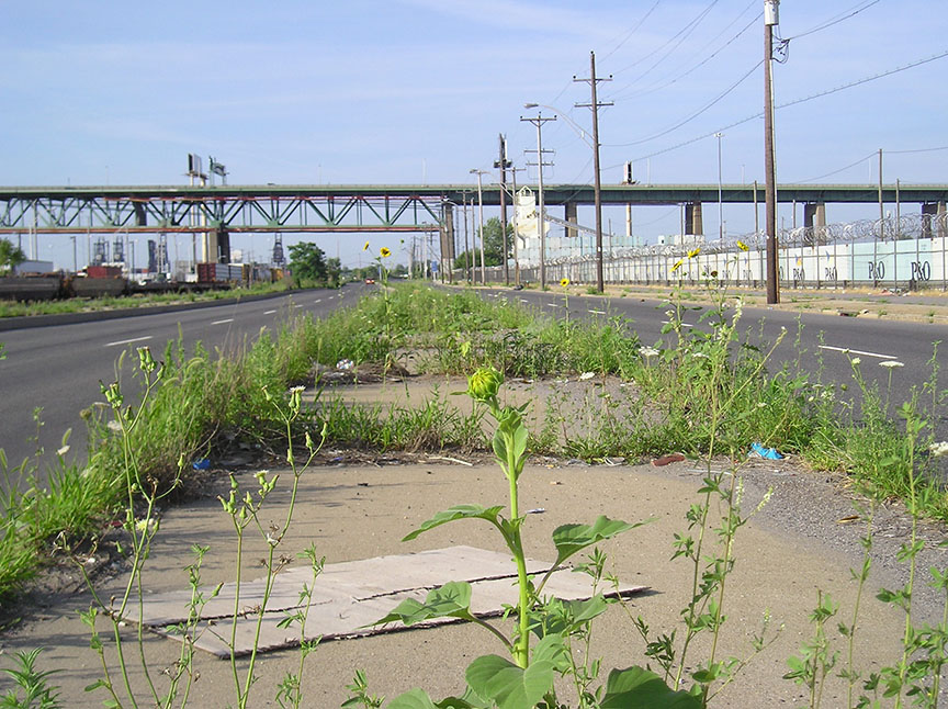 Sunflowers growing out of the median of Columbus Boulevard
