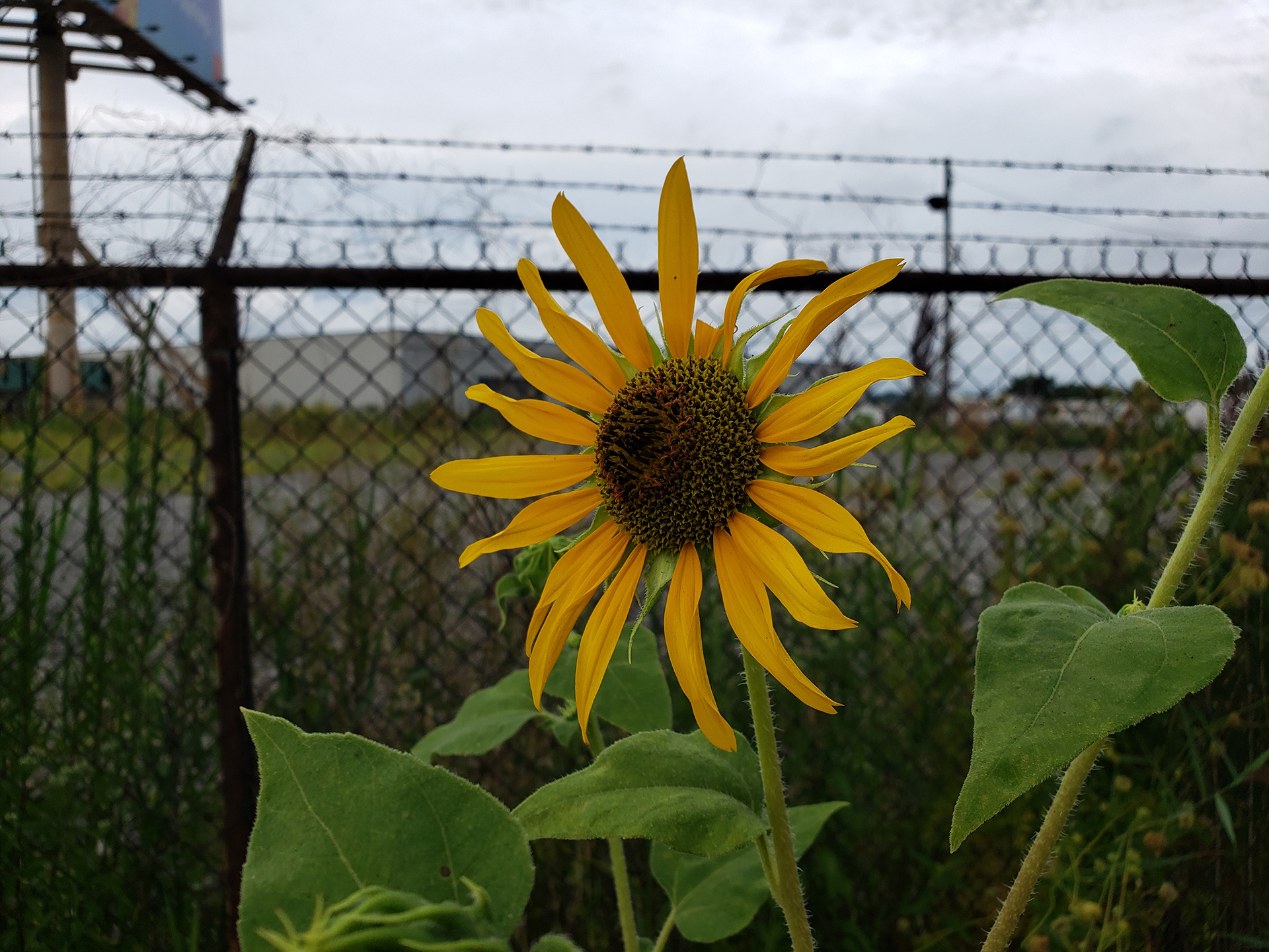 A Sunflower grown out of the sidewalk of Vare