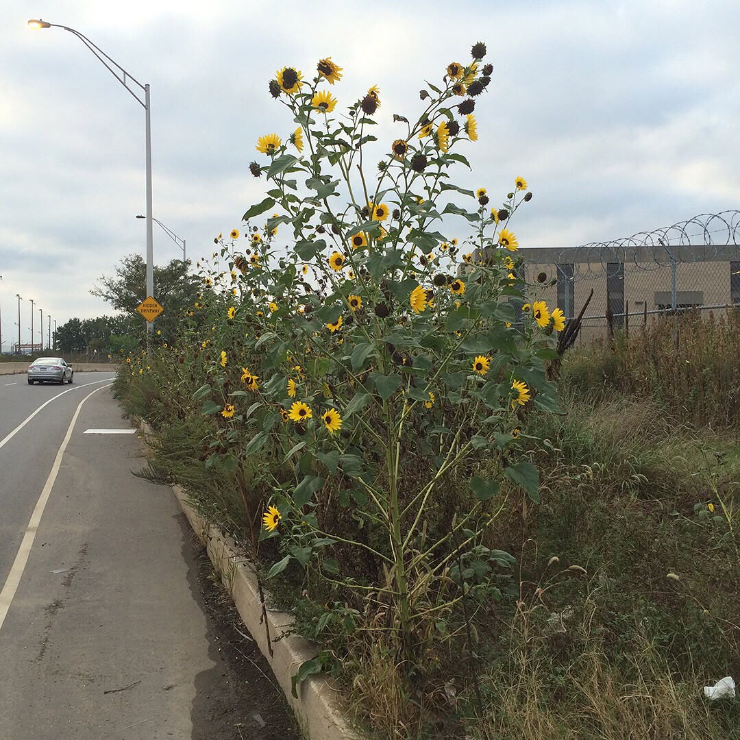 Sunflowers overgrowing the side of the highway