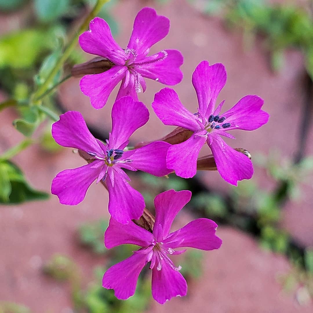 Sweet William Catchfly