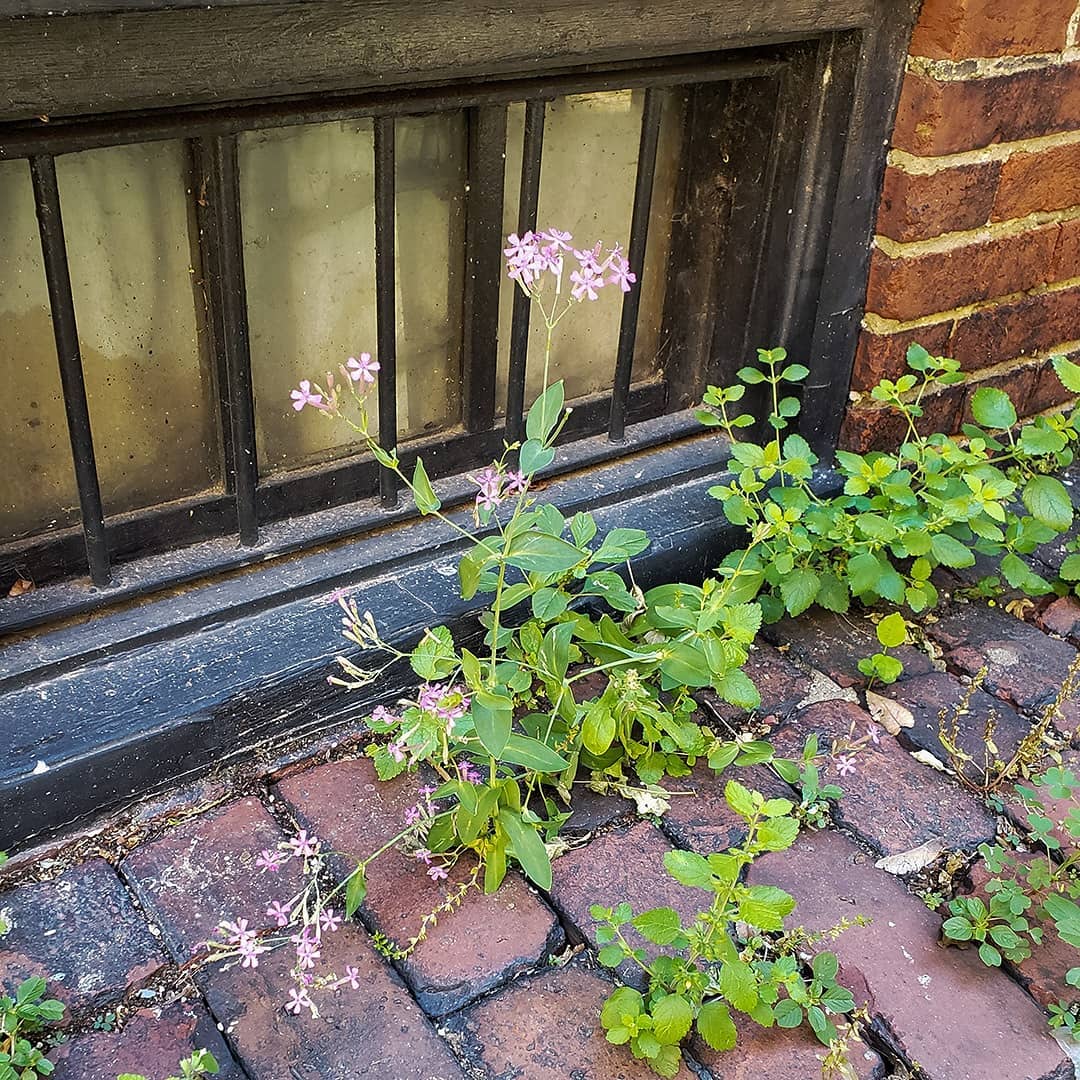 Sweet William Catchfly