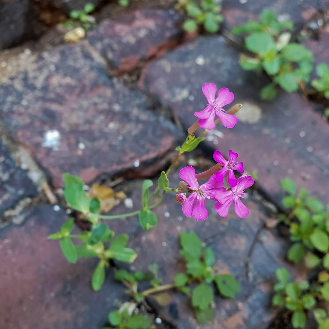 Sweet William Catchfly