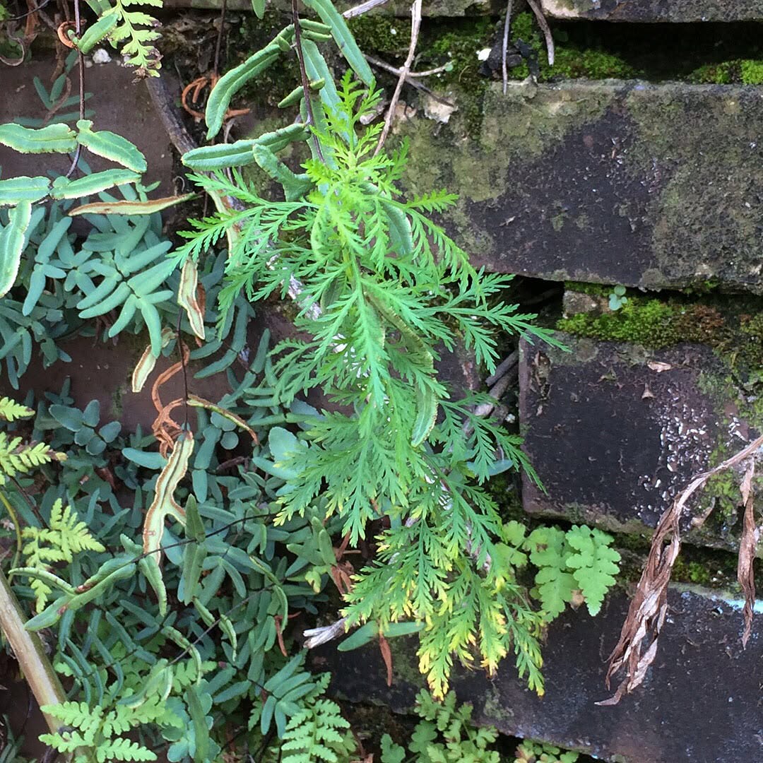 Sweet Wormwood