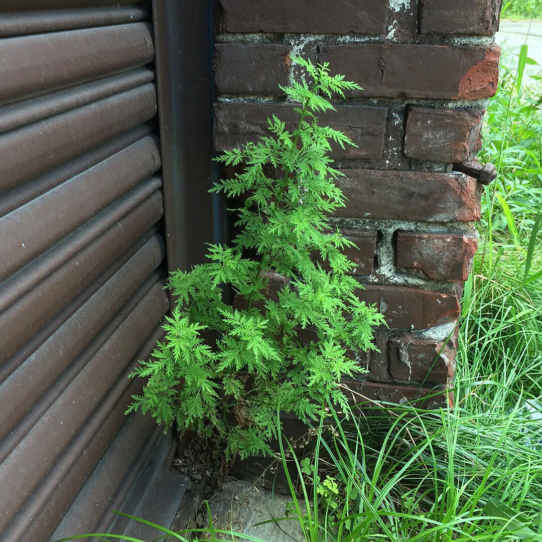 Sweet Wormwood