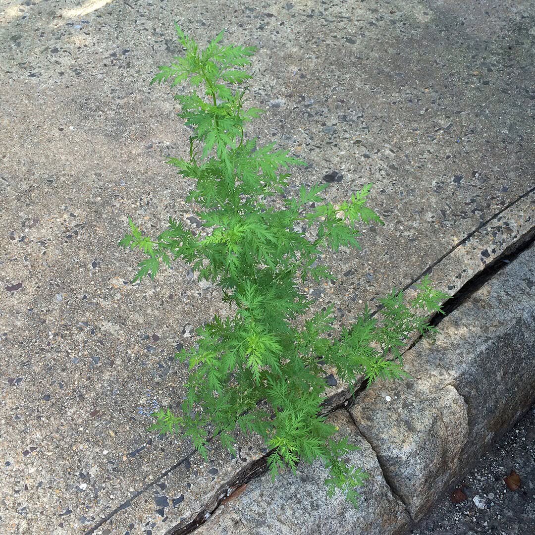 Sweet Wormwood