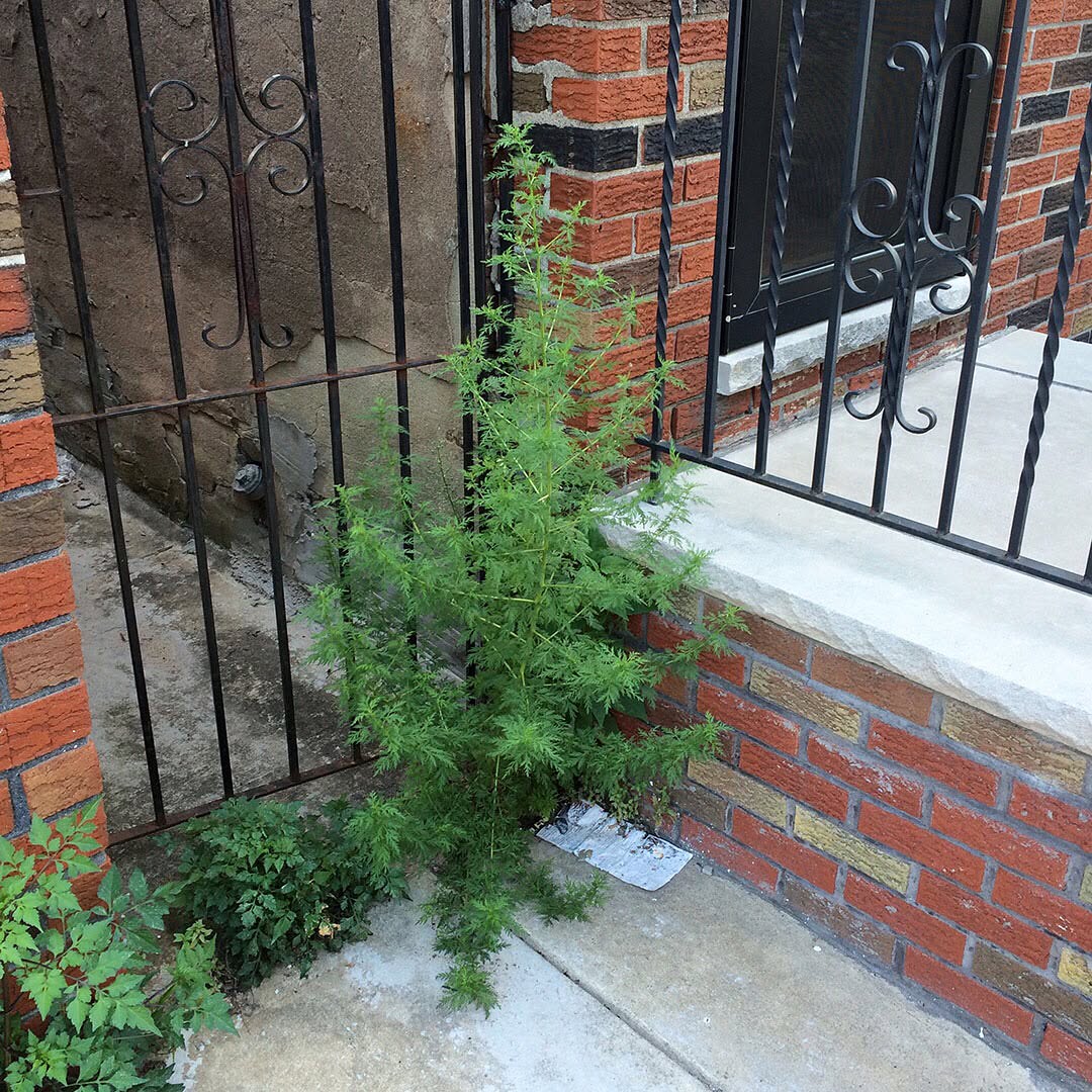Sweet Wormwood