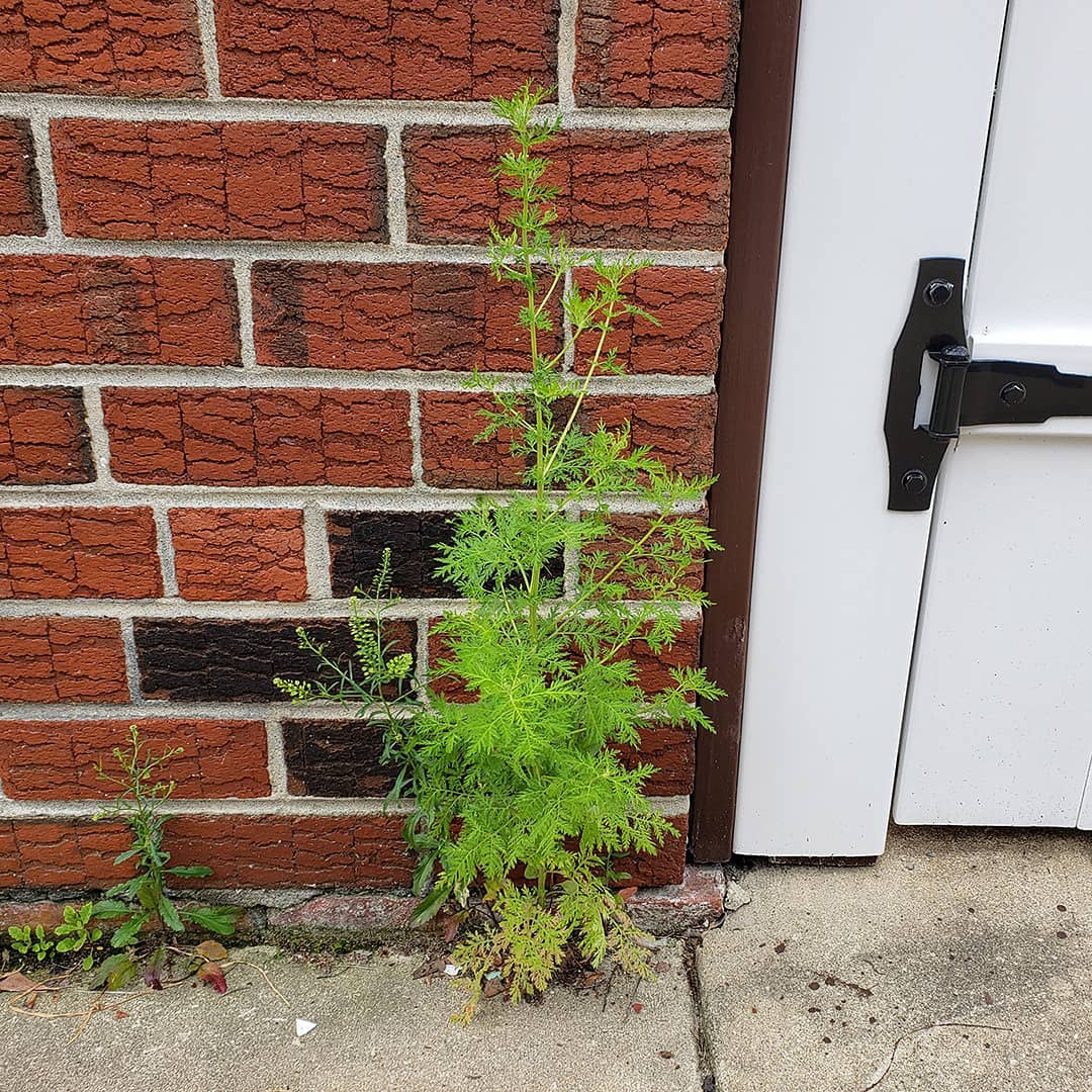 Sweet Wormwood
