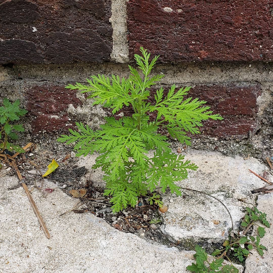 Sweet Wormwood