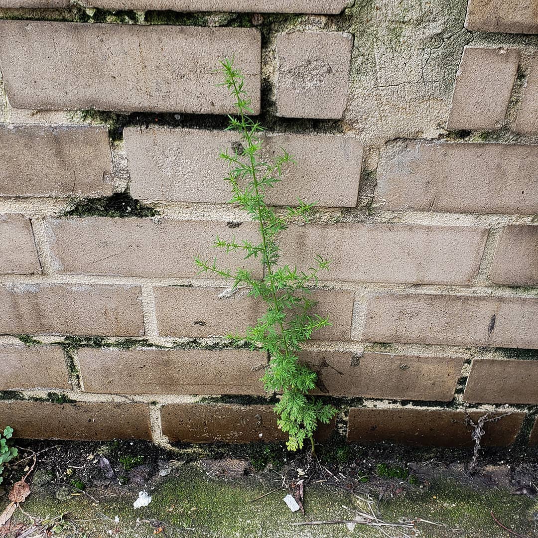 Sweet Wormwood