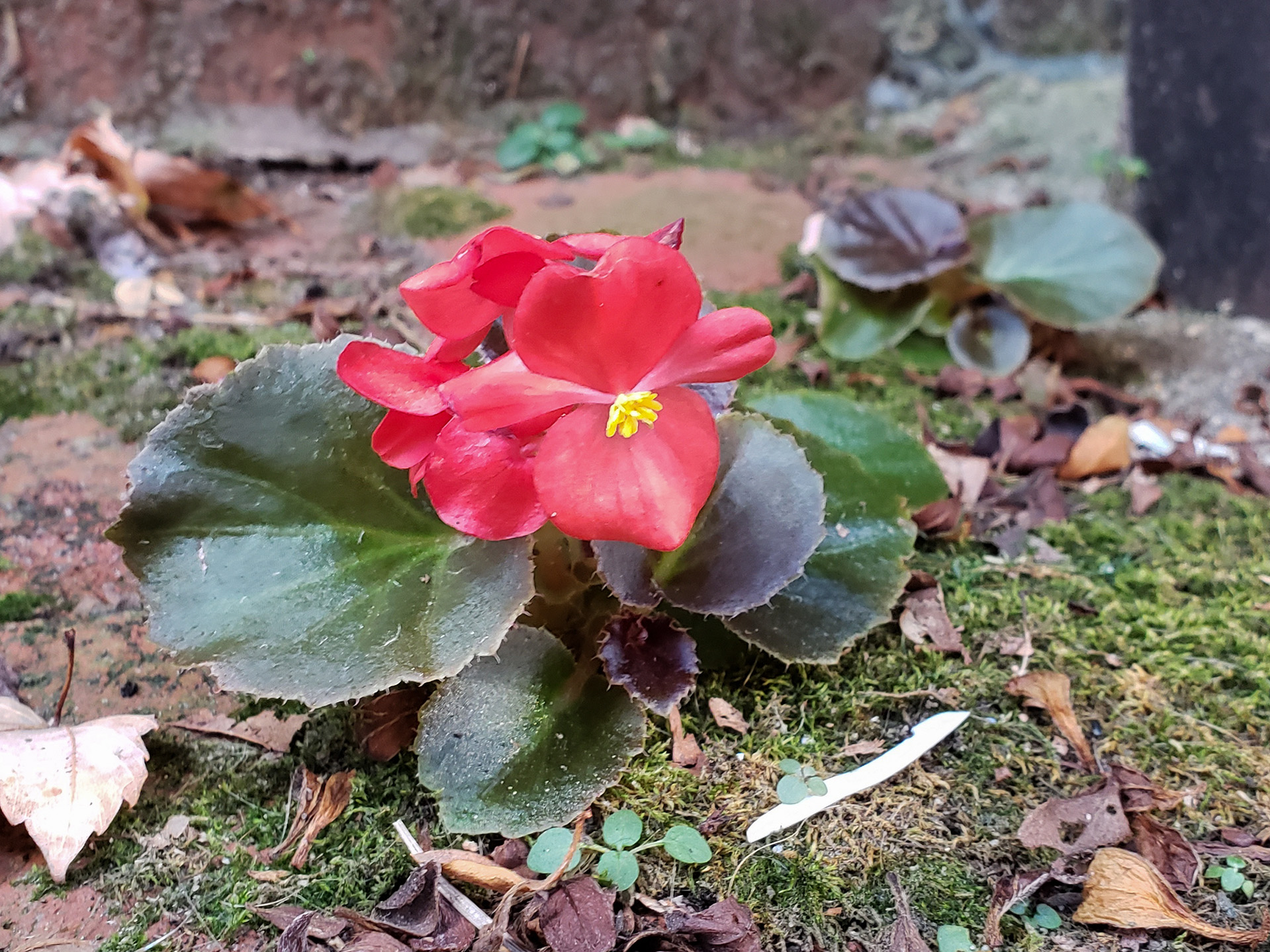 Wax Begonia