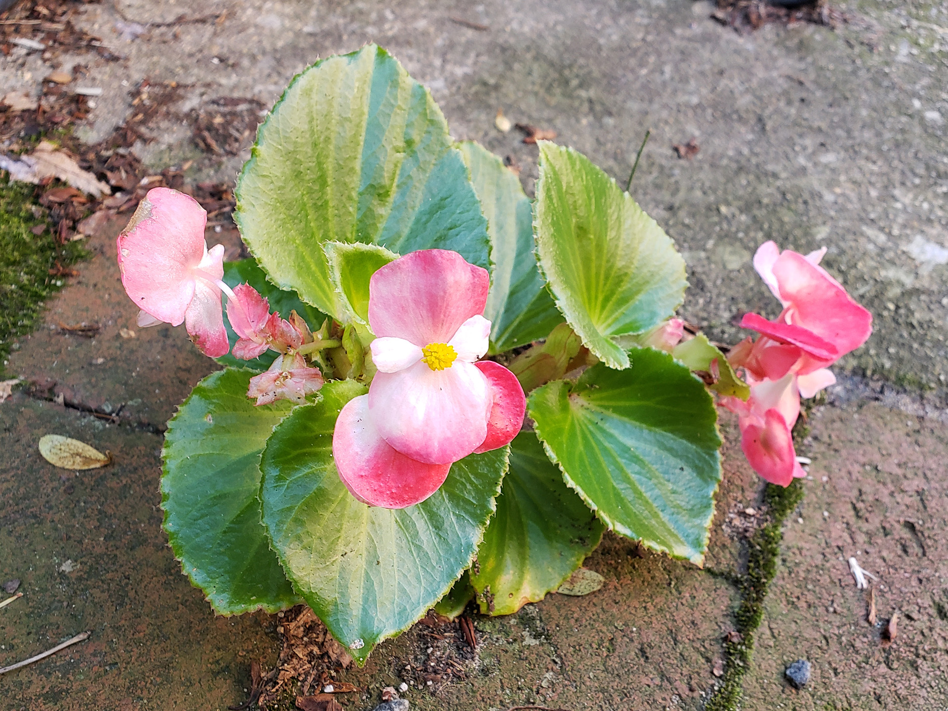 Wax Begonia