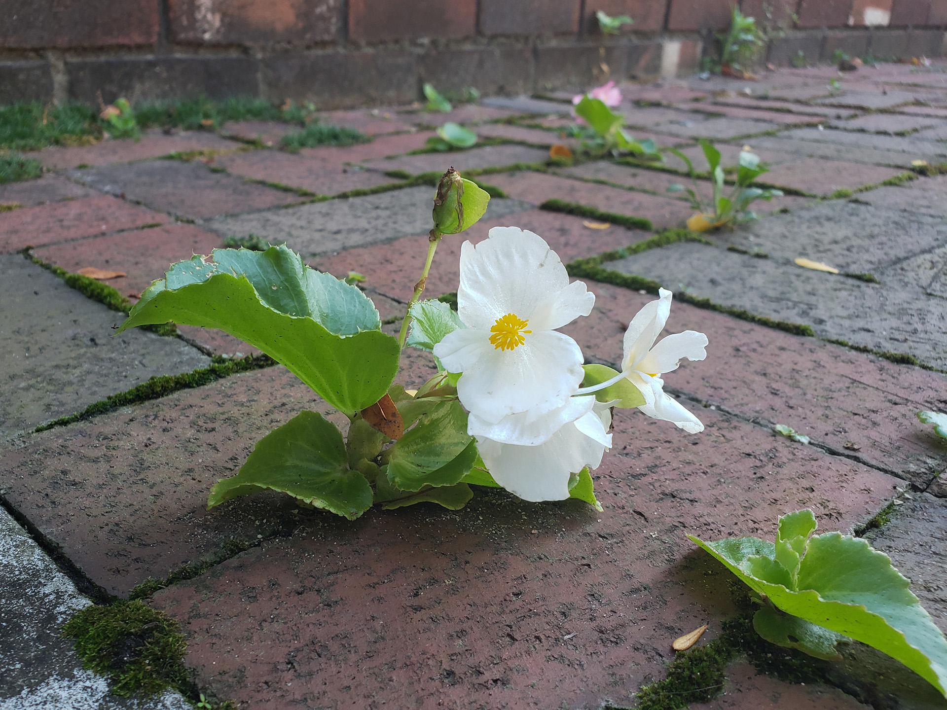 Wax Begonia