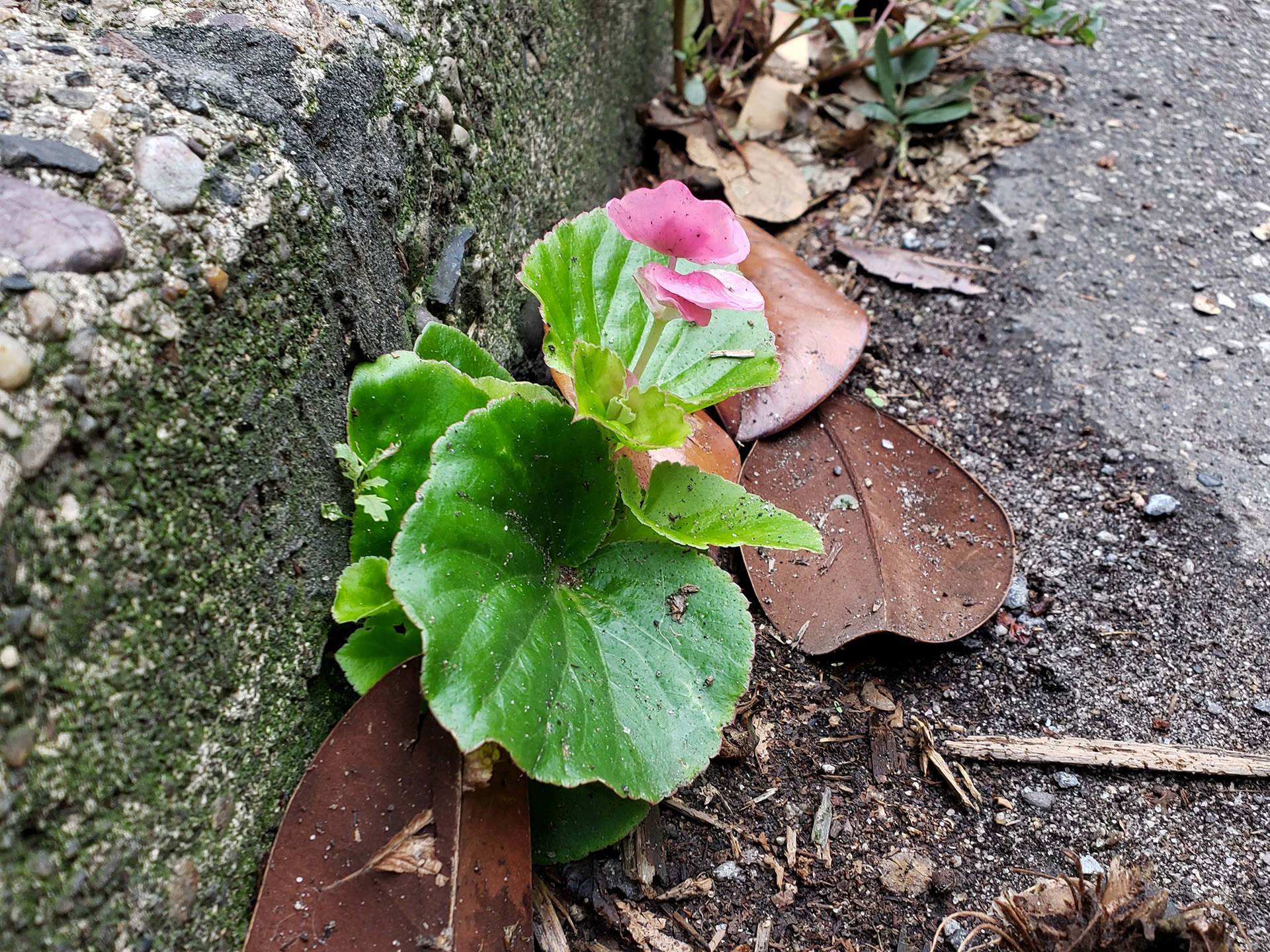 Wax Begonia