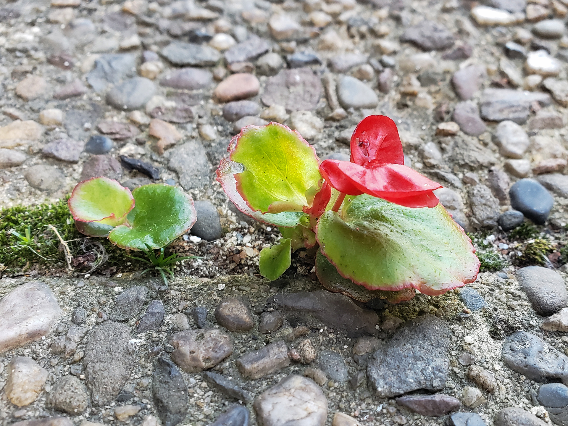 Wax Begonia