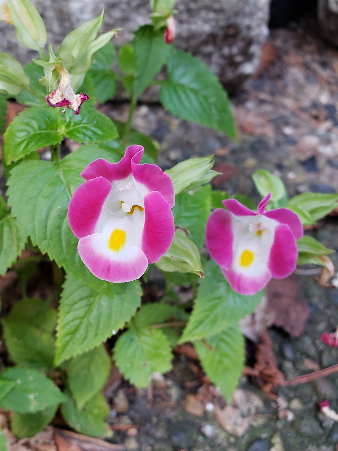A Wishbone Flower growing out of a sidewalk