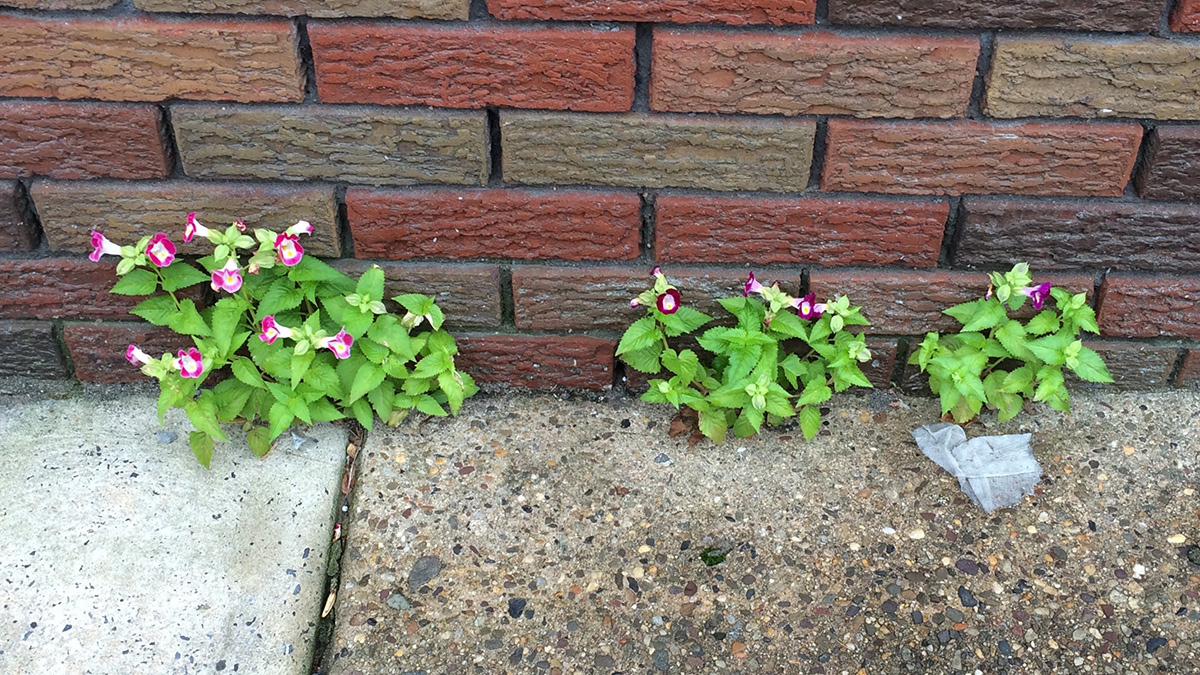 A Wishbone Flower growing out of a sidewalk