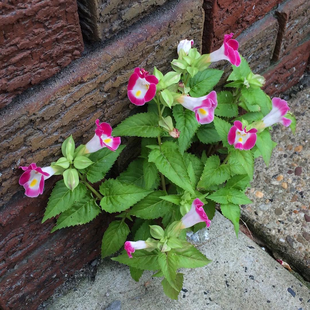 A Wishbone Flower growing out of a sidewalk