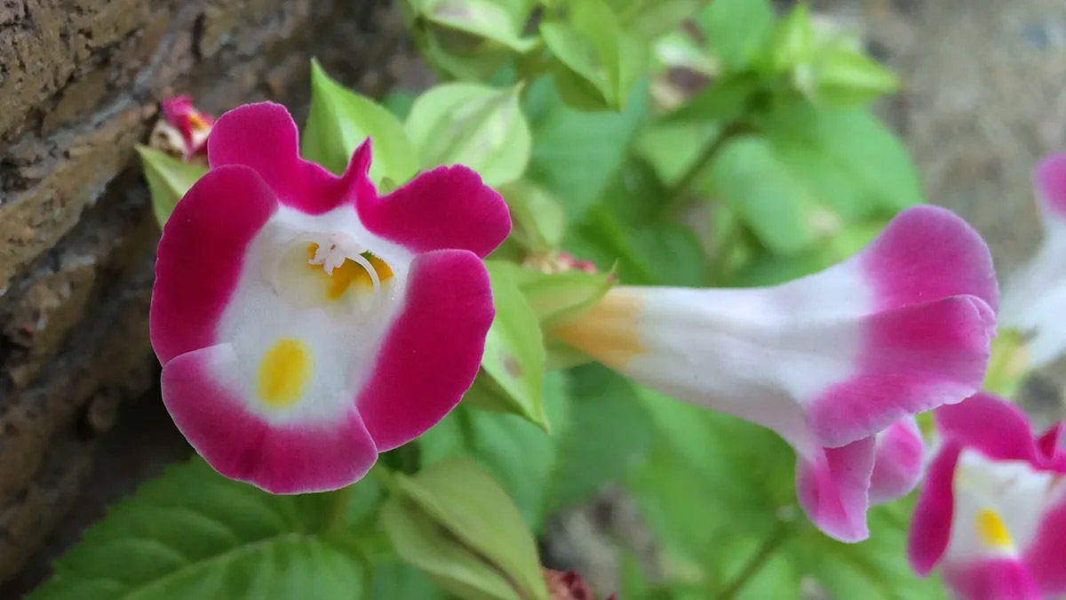 A Wishbone Flower growing out of a sidewalk