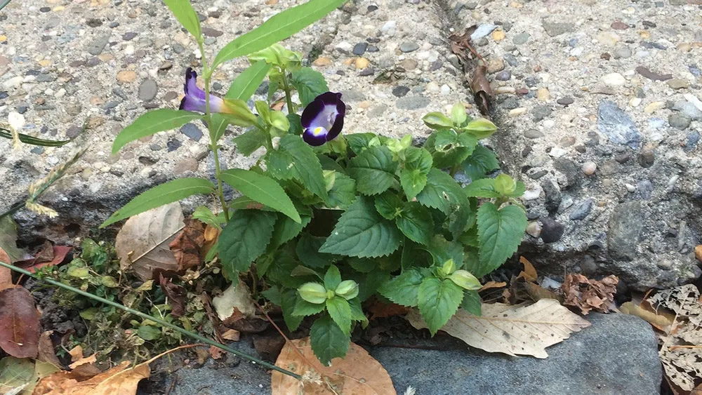 A Wishbone Flower growing out of a sidewalk