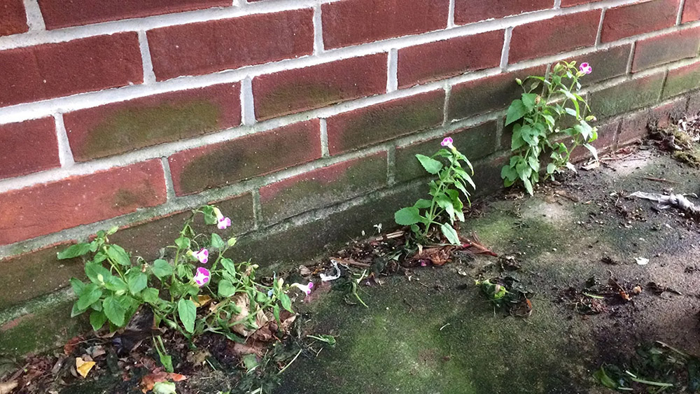 A Wishbone Flower growing out of a sidewalk