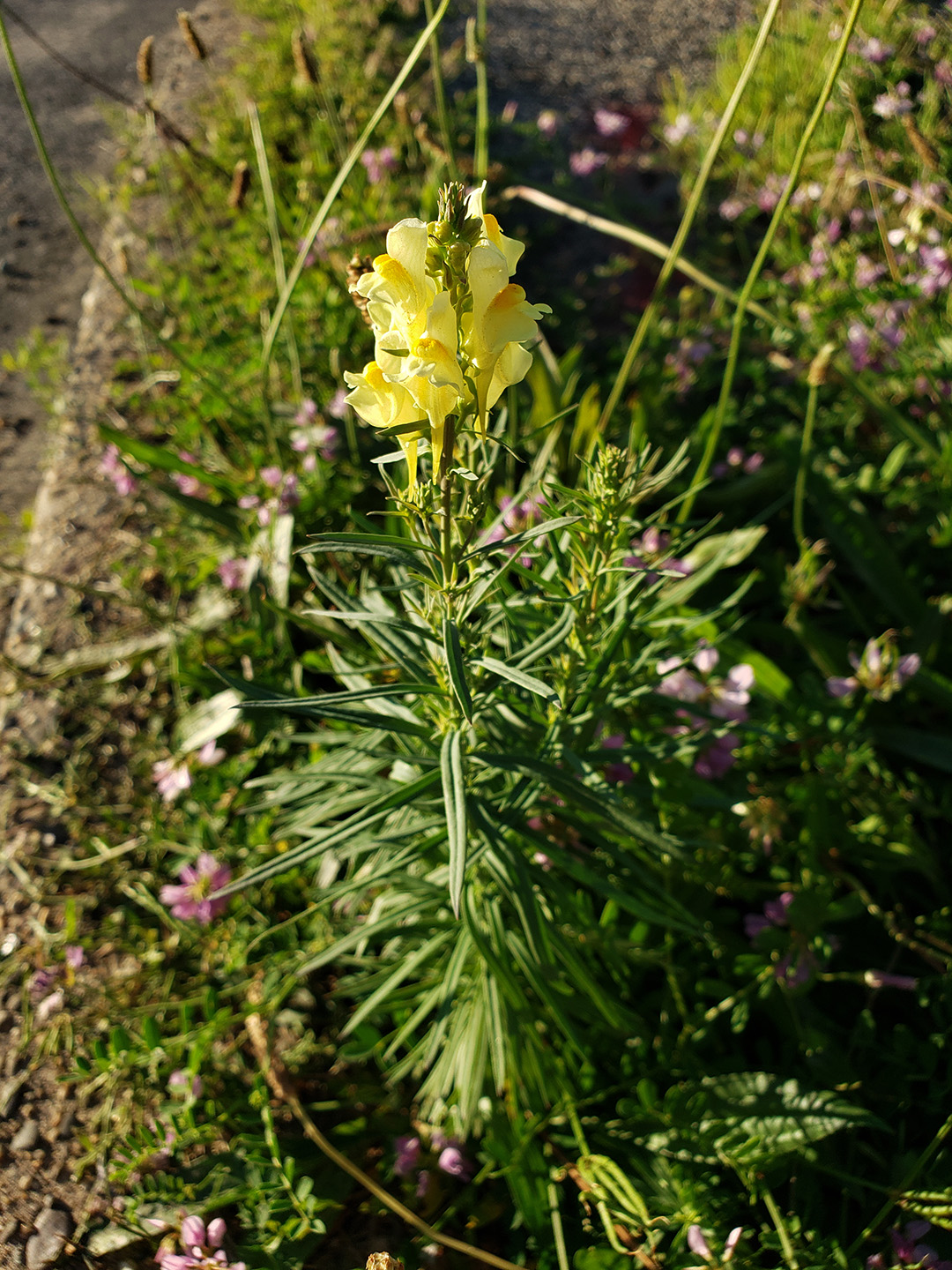 Yellow Toadflax