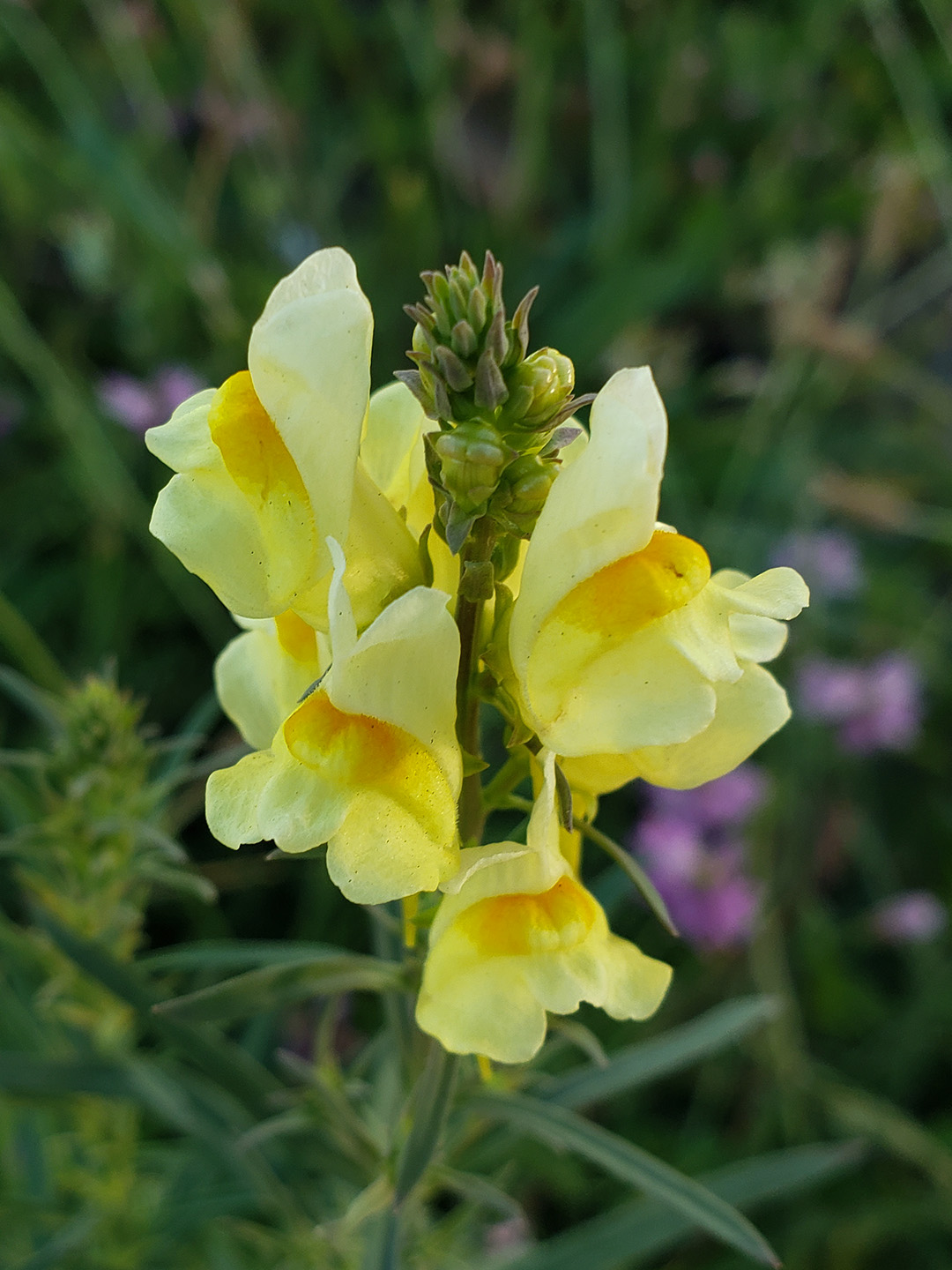 Yellow Toadflax
