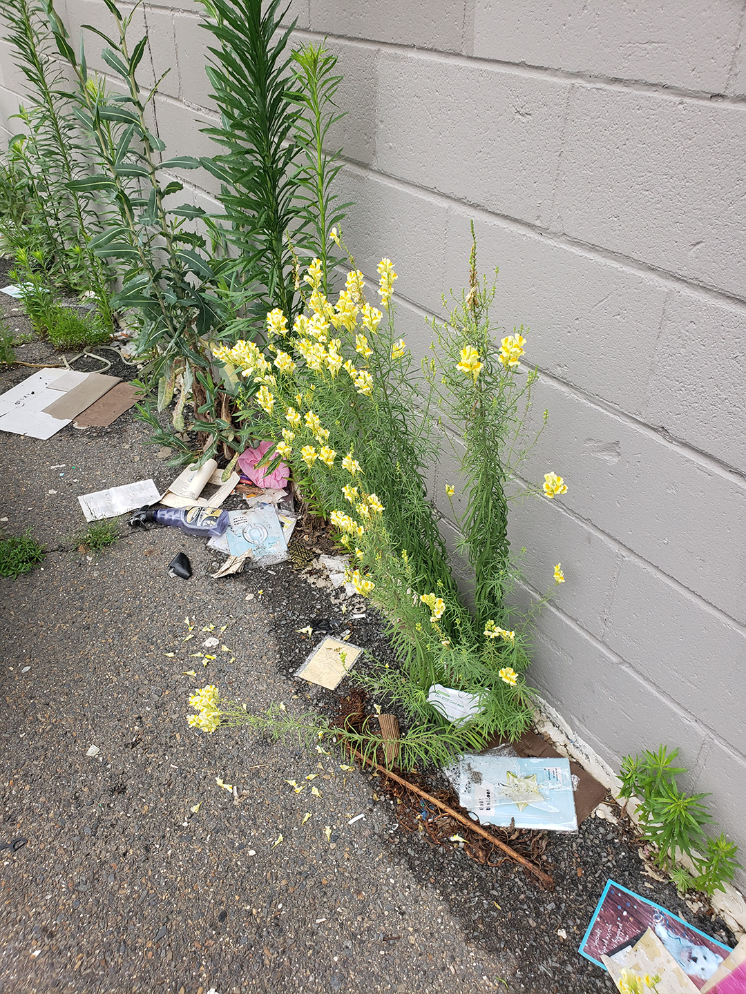 Yellow Toadflax
