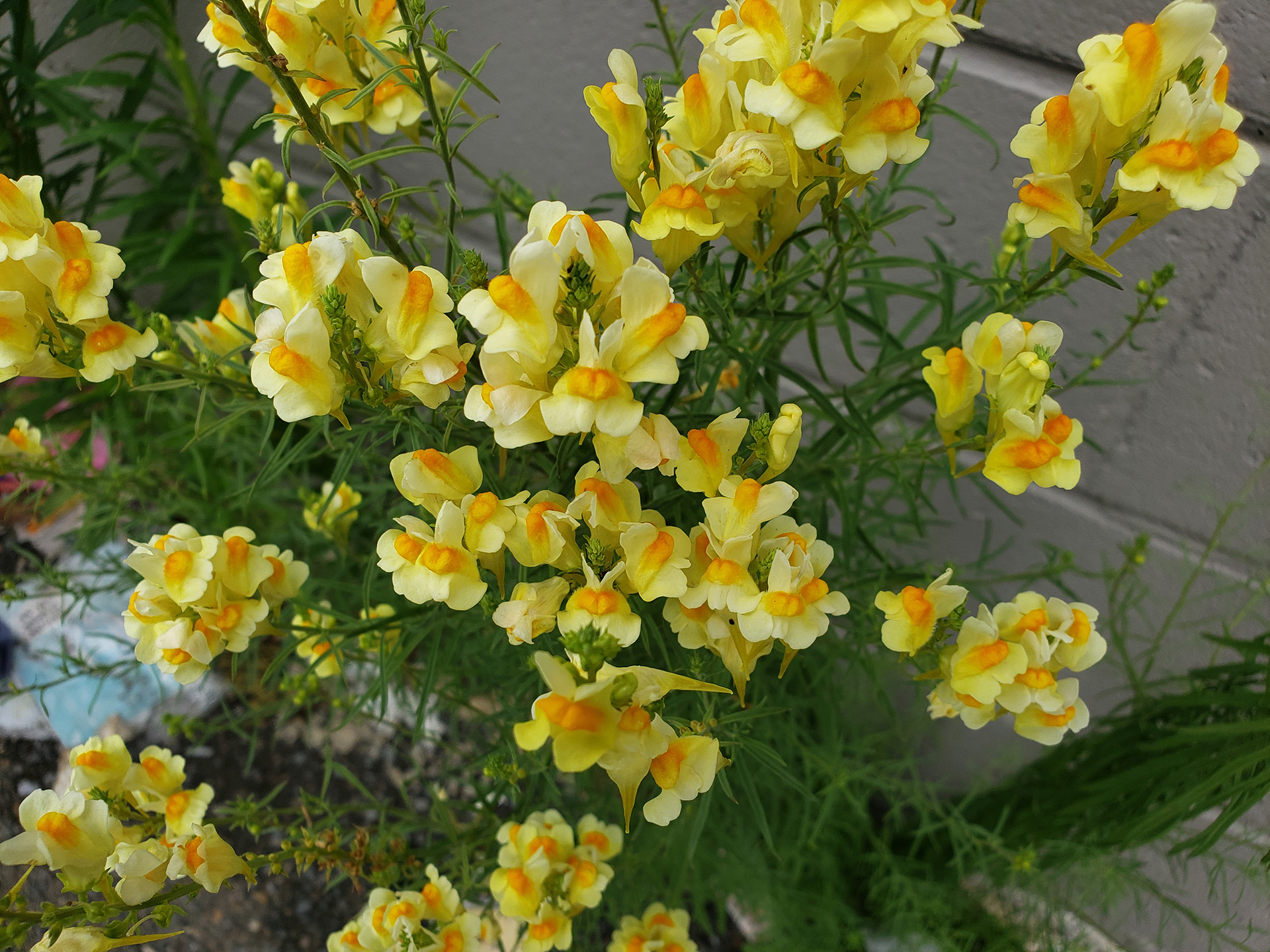 Yellow Toadflax