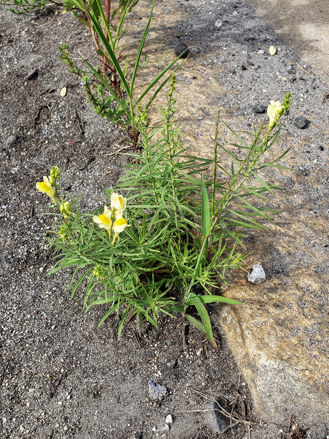 Yellow Toadflax