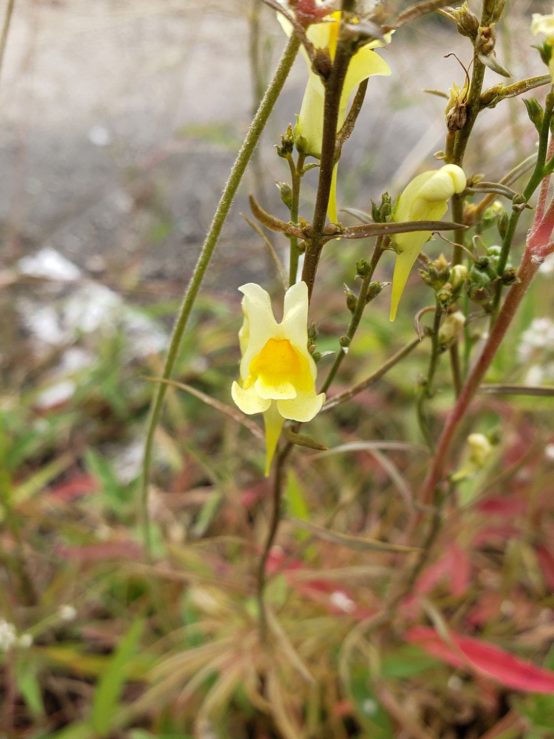 Yellow Toadflax