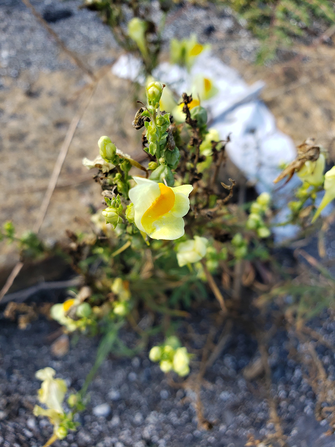 Yellow Toadflax