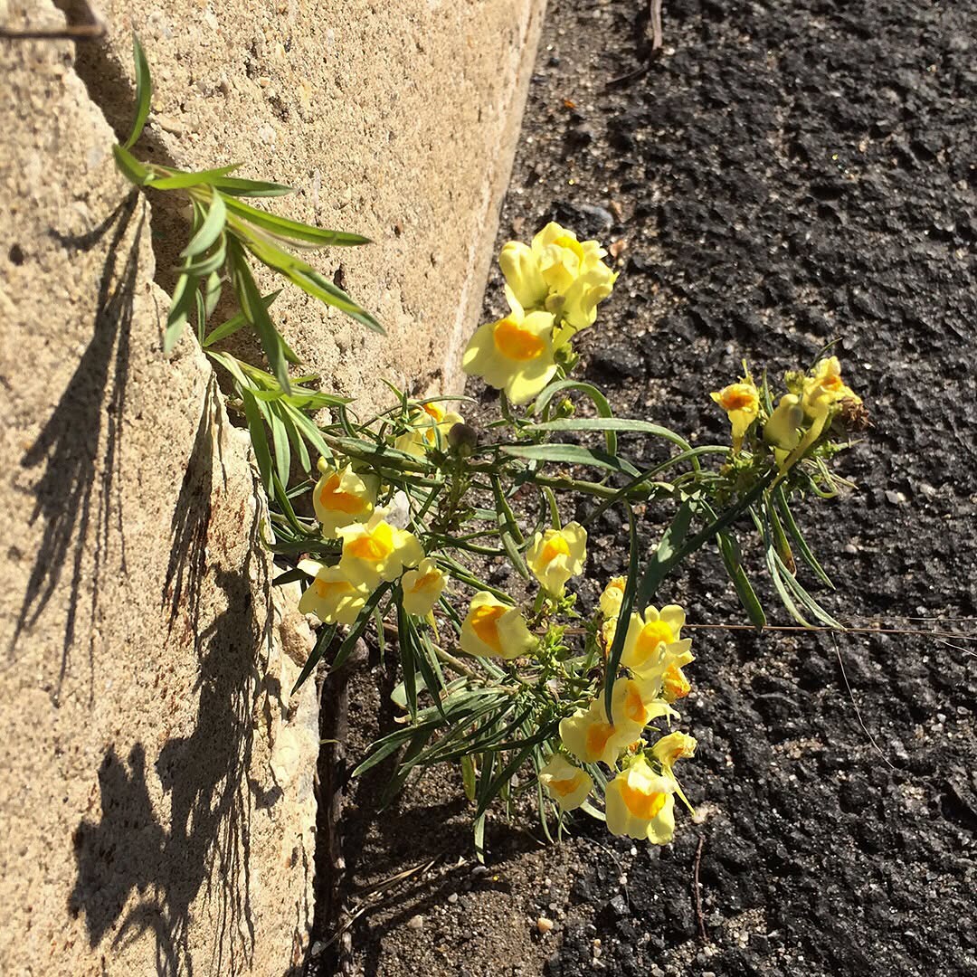 Yellow Toadflax