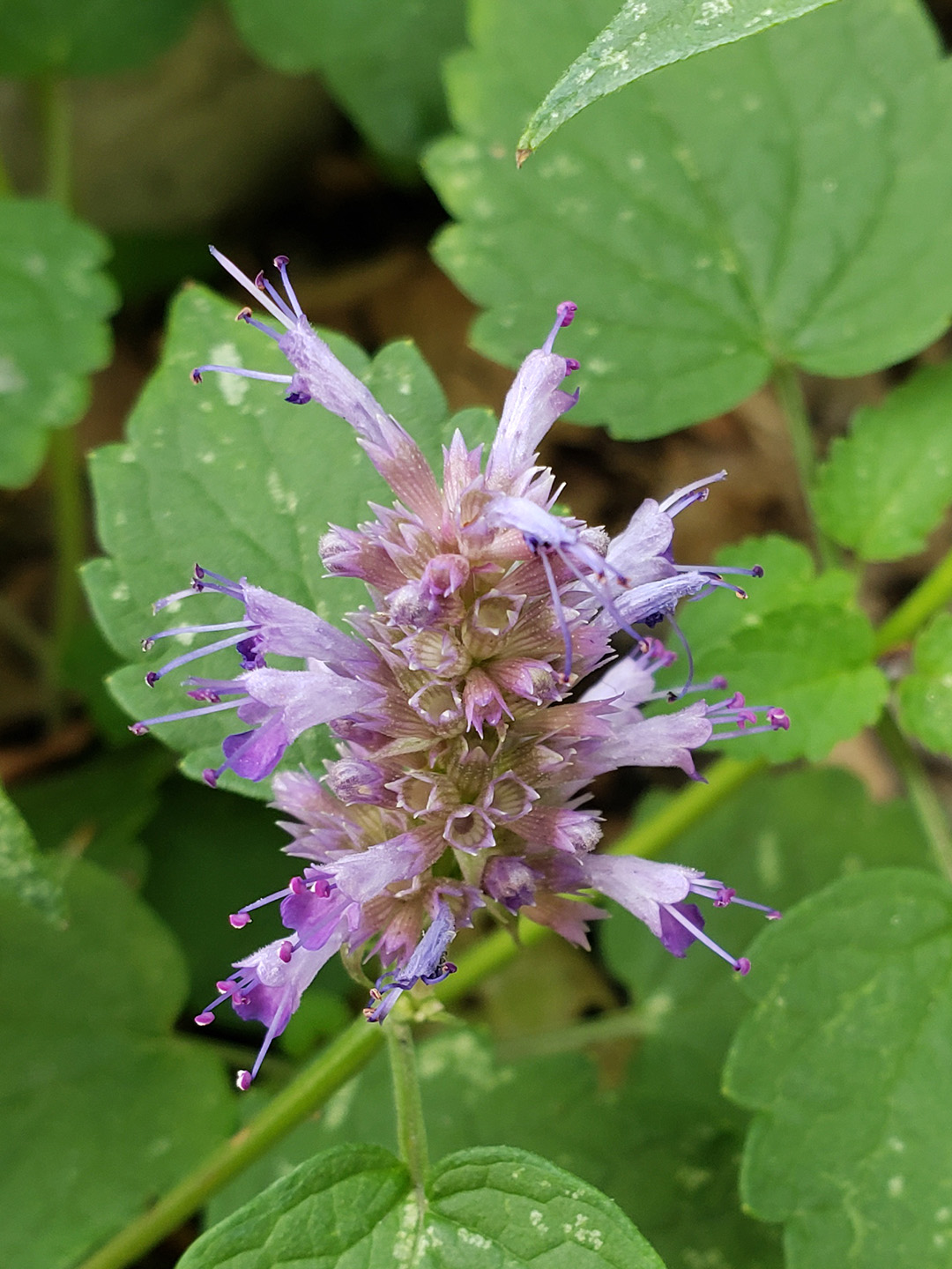 Anise Hyssop