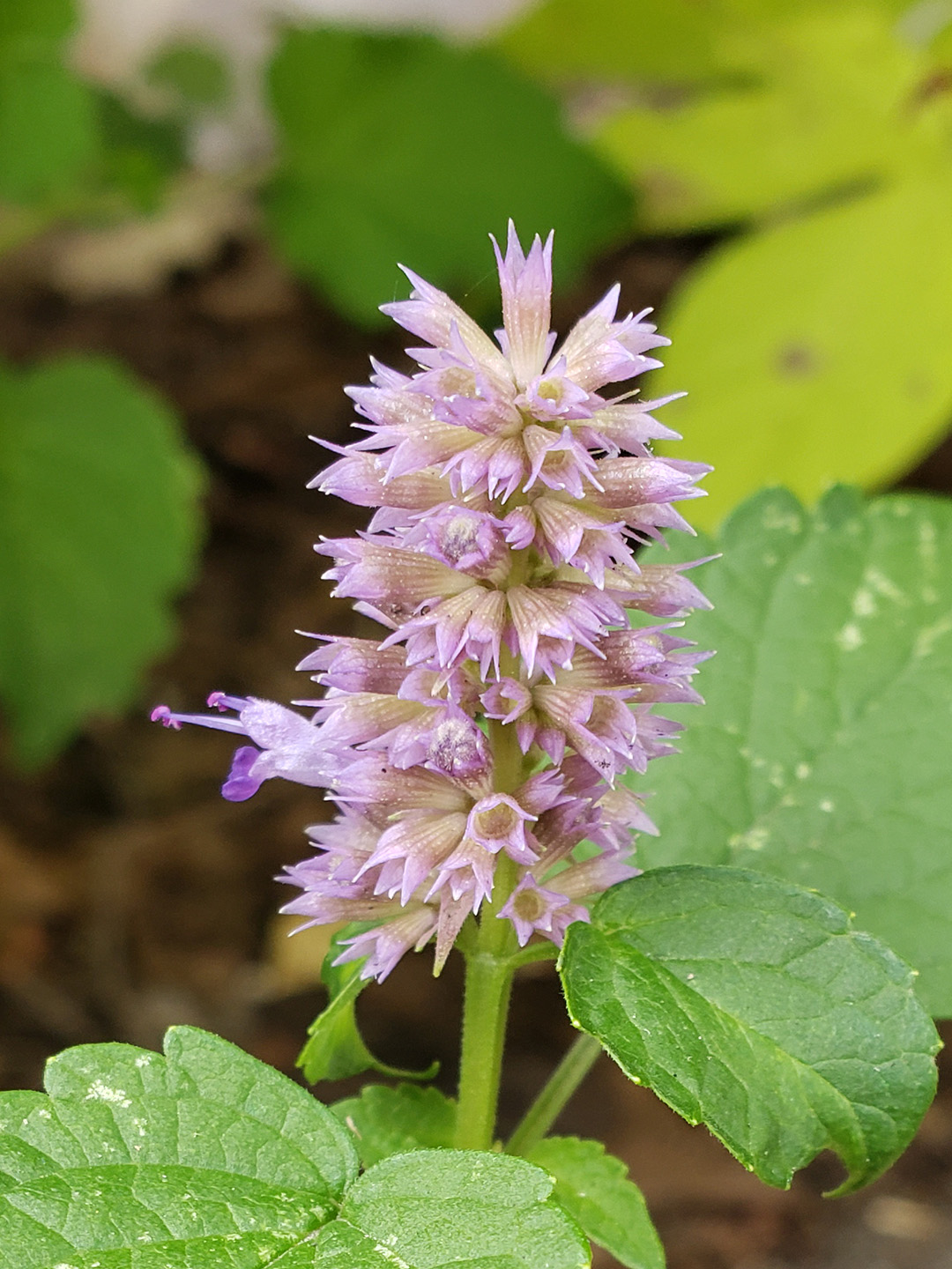 Anise Hyssop