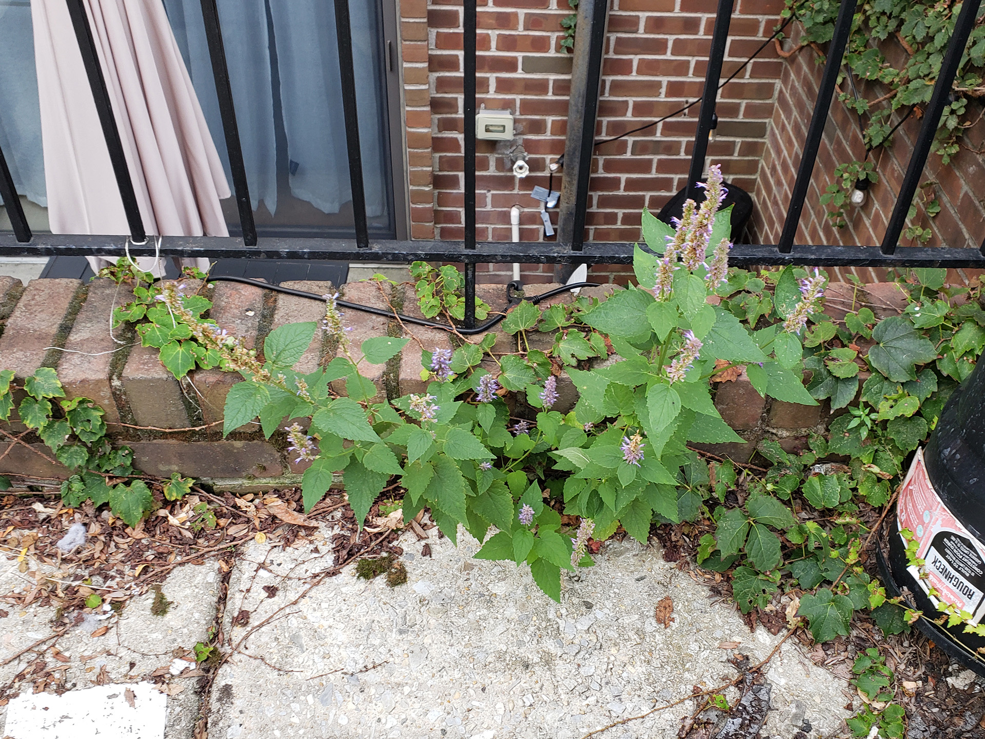 Anise Hyssop