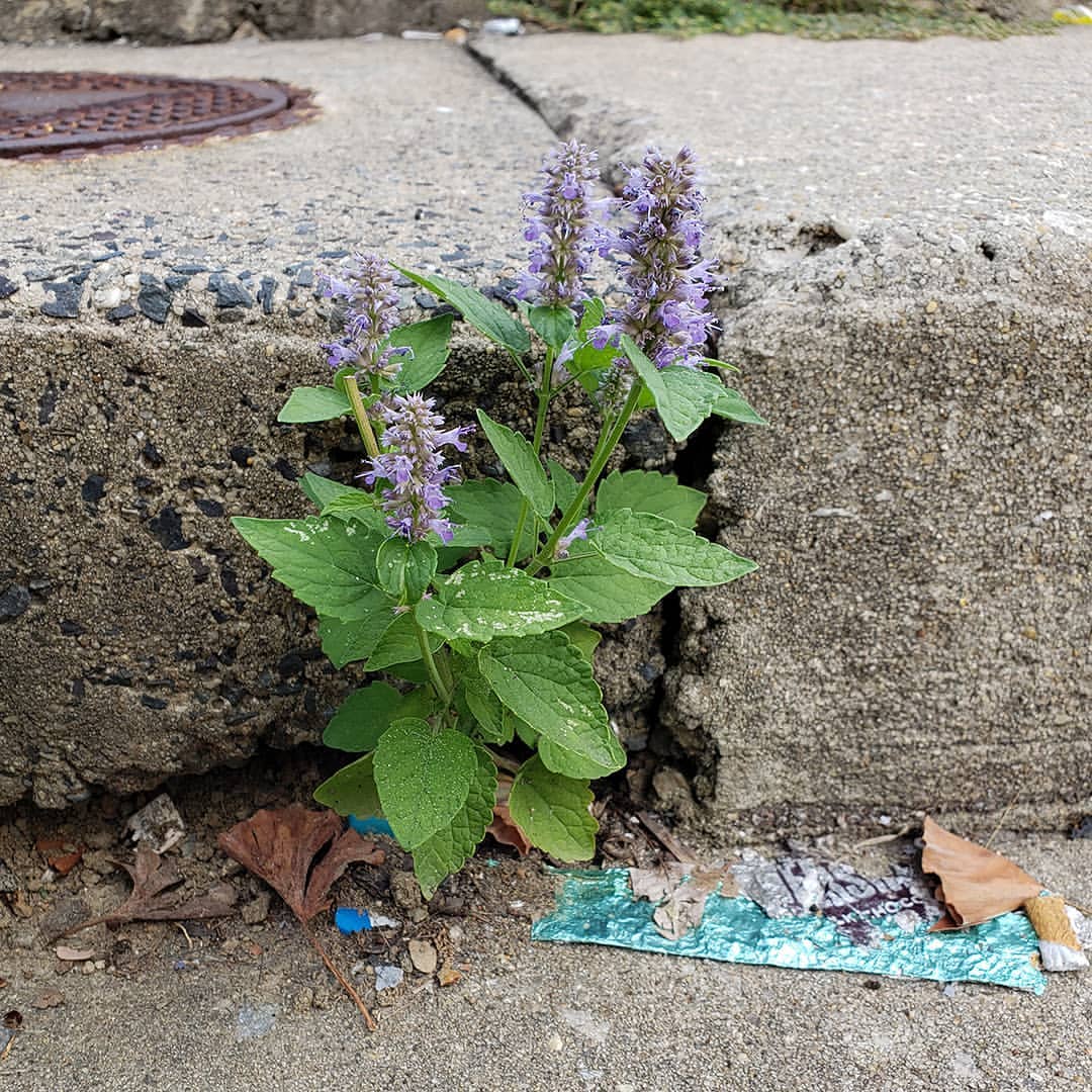 Anise Hyssop