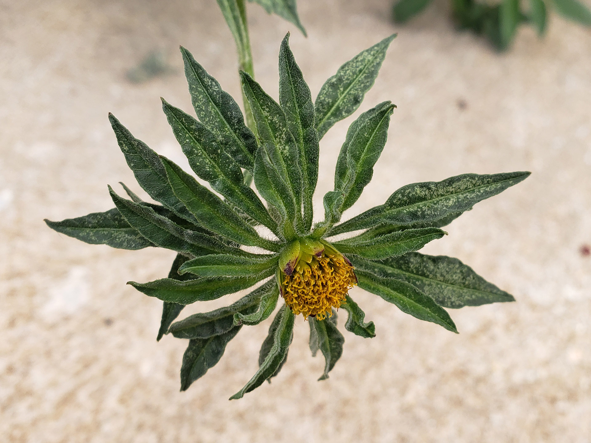 Big Devil's Beggarticks growing out of a pavement joint
