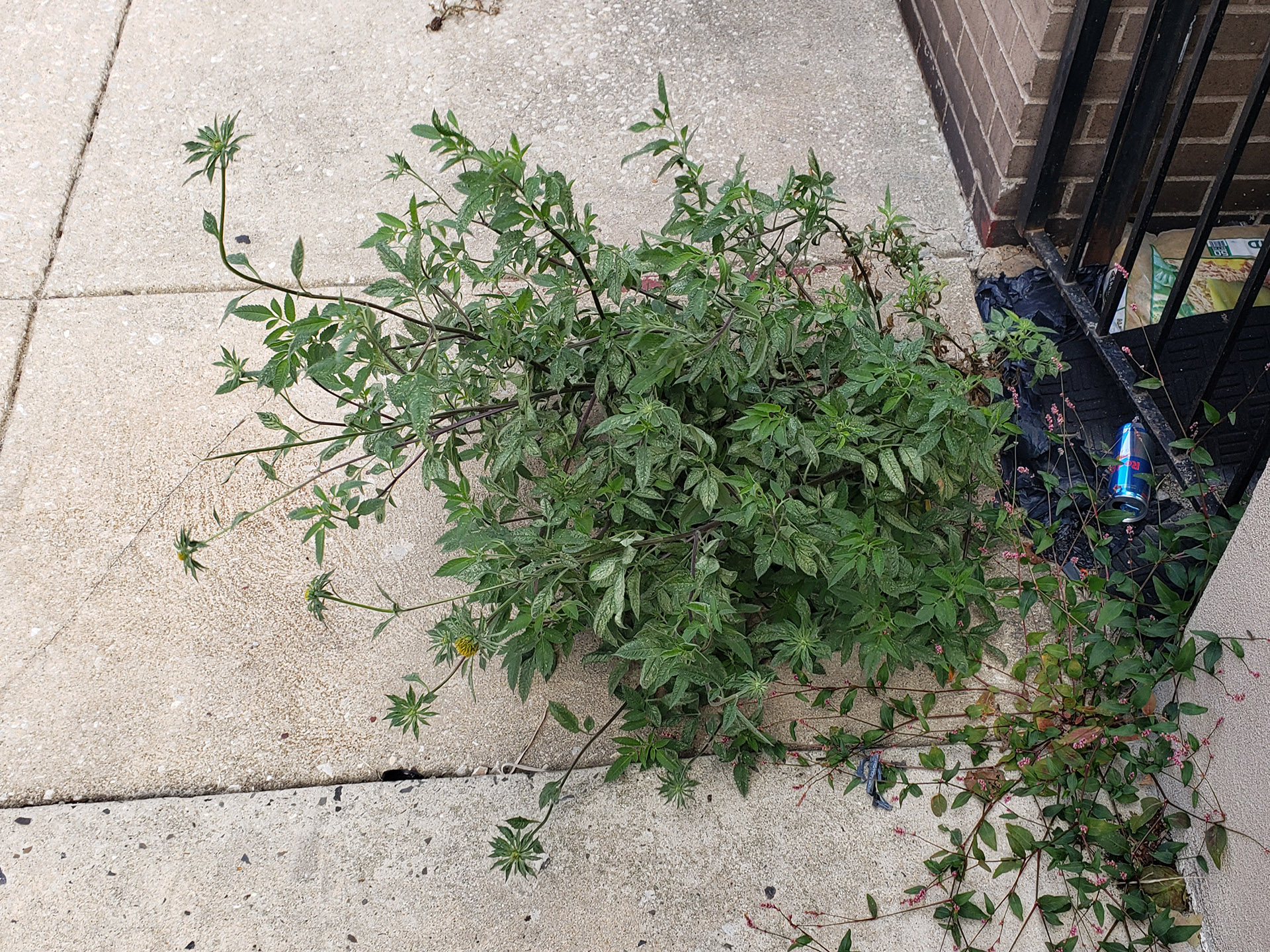 Big Devil's Beggarticks growing out of a pavement joint