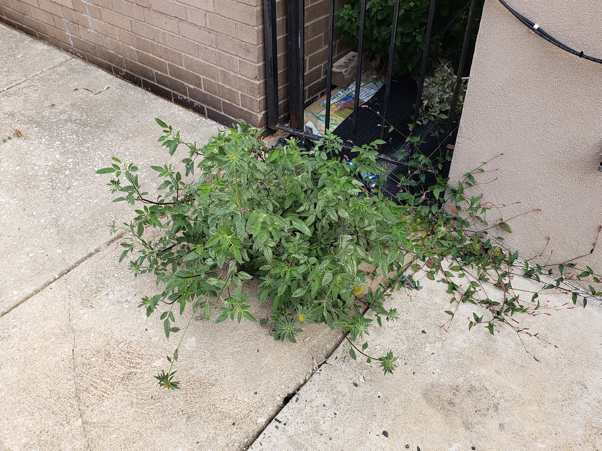 Big Devil's Beggarticks growing out of a pavement joint